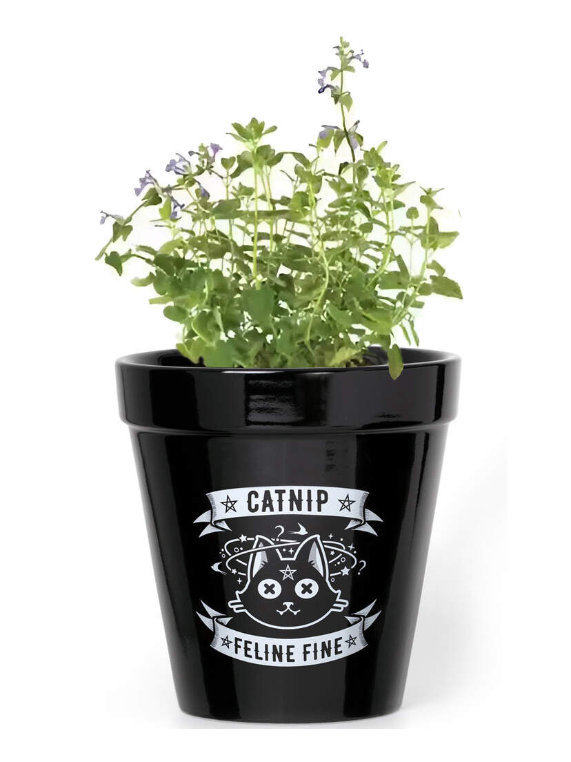 Catnip Feline Fine Ceramic Plant Pot