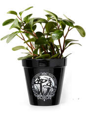 Product reviews for the Magic Garden Plant Pot