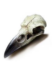 Product reviews for the Reliquary Raven Skull