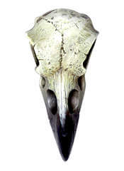 Reliquary Replica Raven Skull