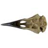Corvus Alchemia Skull Figurine