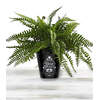 Dead Plant Ceramic Planting Pot