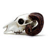 Rams Skull Miniature