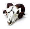 Rams Skull Miniature Figurine