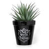 Water Don't Torture Rose & Vine Ceramic Plant Pot