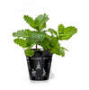 Witches Spell Garden Ceramic Plant Pot