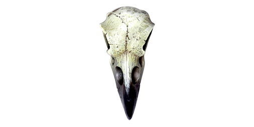 Raven Skull Front View